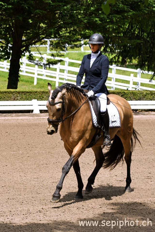 Gelding PRE Pure Spanish Bred For sale 2020 Buckskin