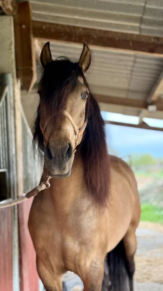 Gelding PRE Pure Spanish Bred For sale 2020 Buckskin