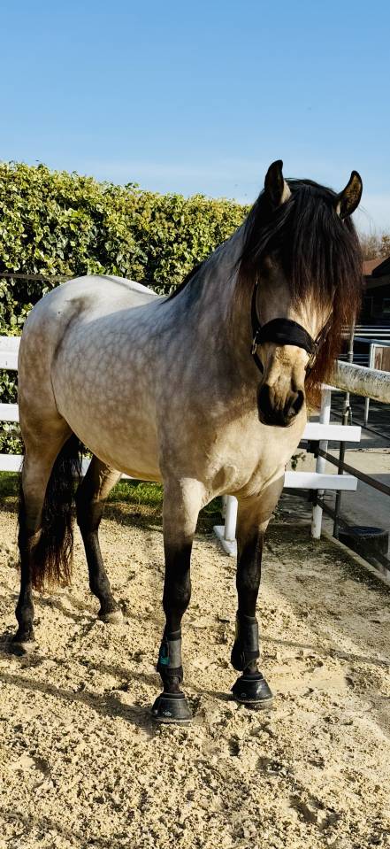 Gelding PRE Pure Spanish Bred For sale 2020 Buckskin