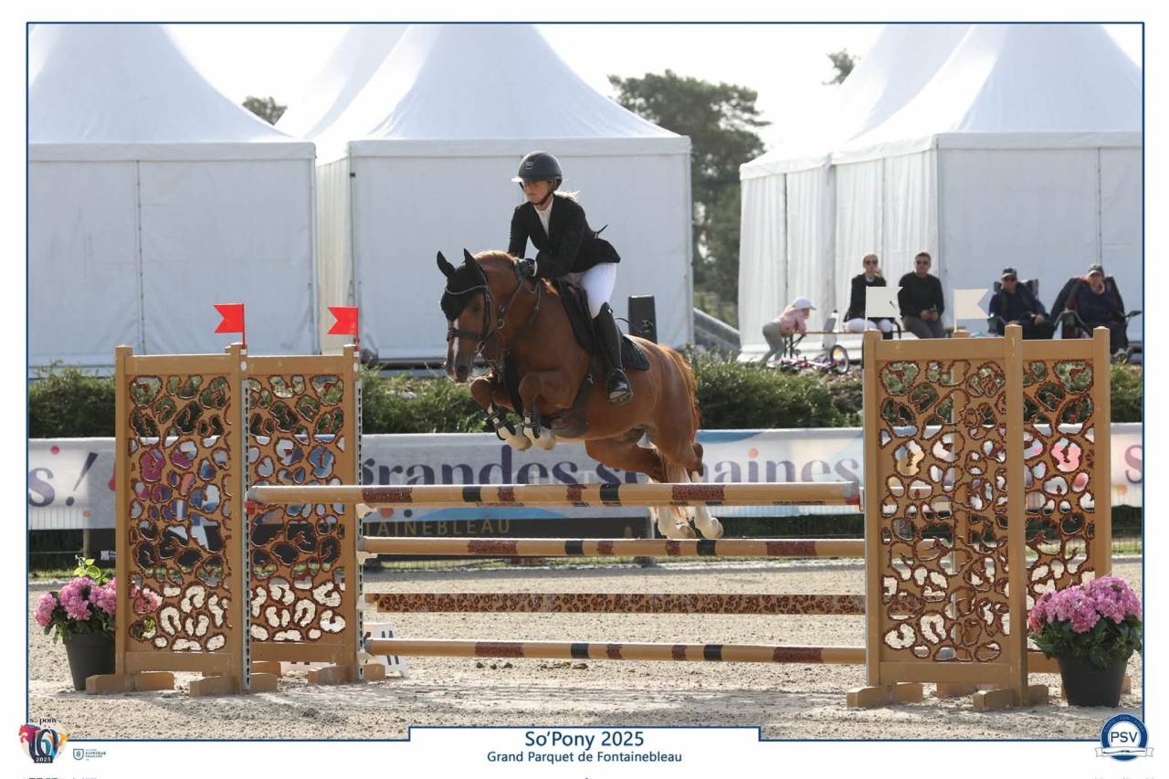 Gelding French Saddle Pony For sale 2019 Chesnut