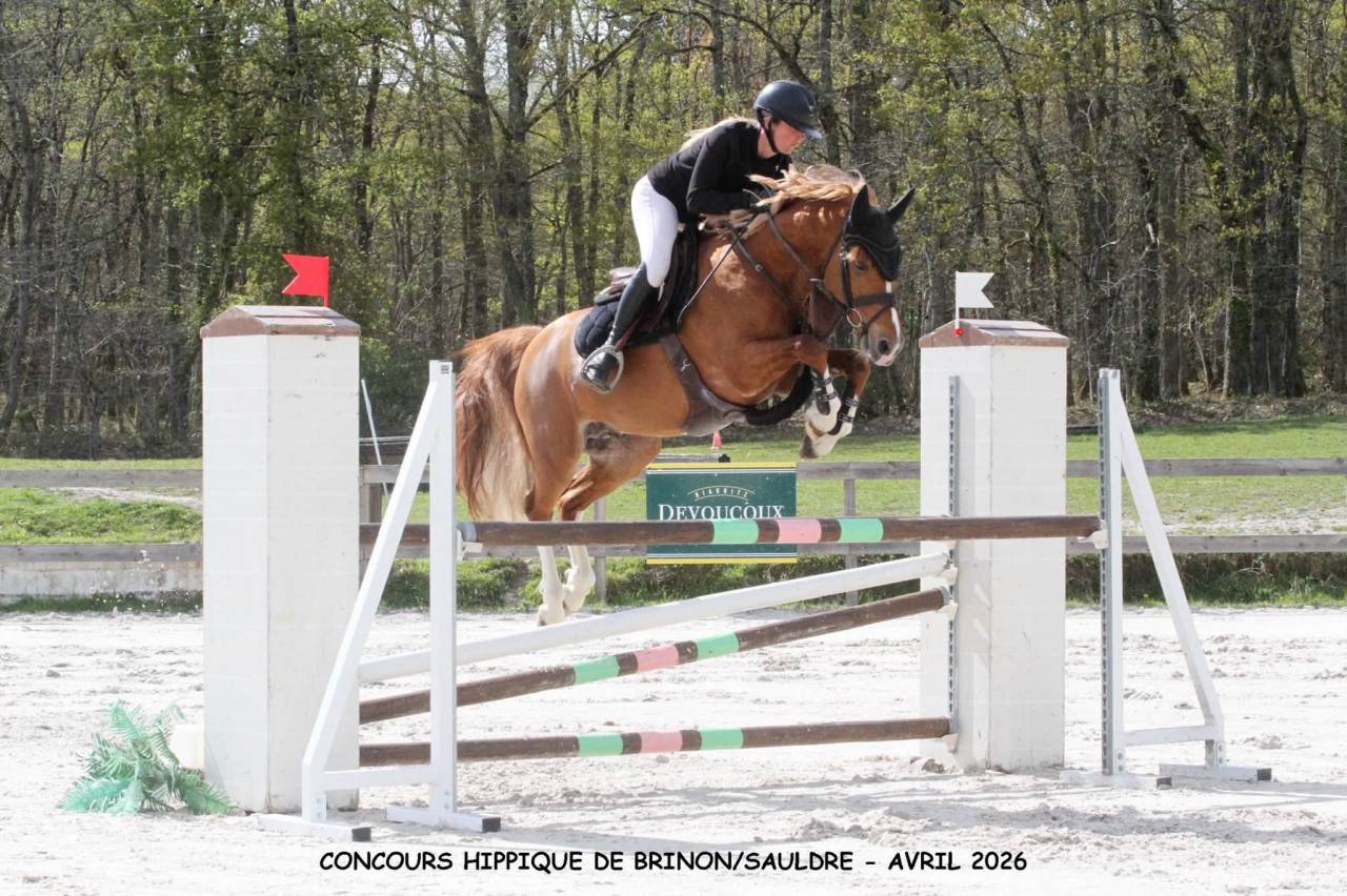 Gelding French Saddle Pony For sale 2019 Chesnut