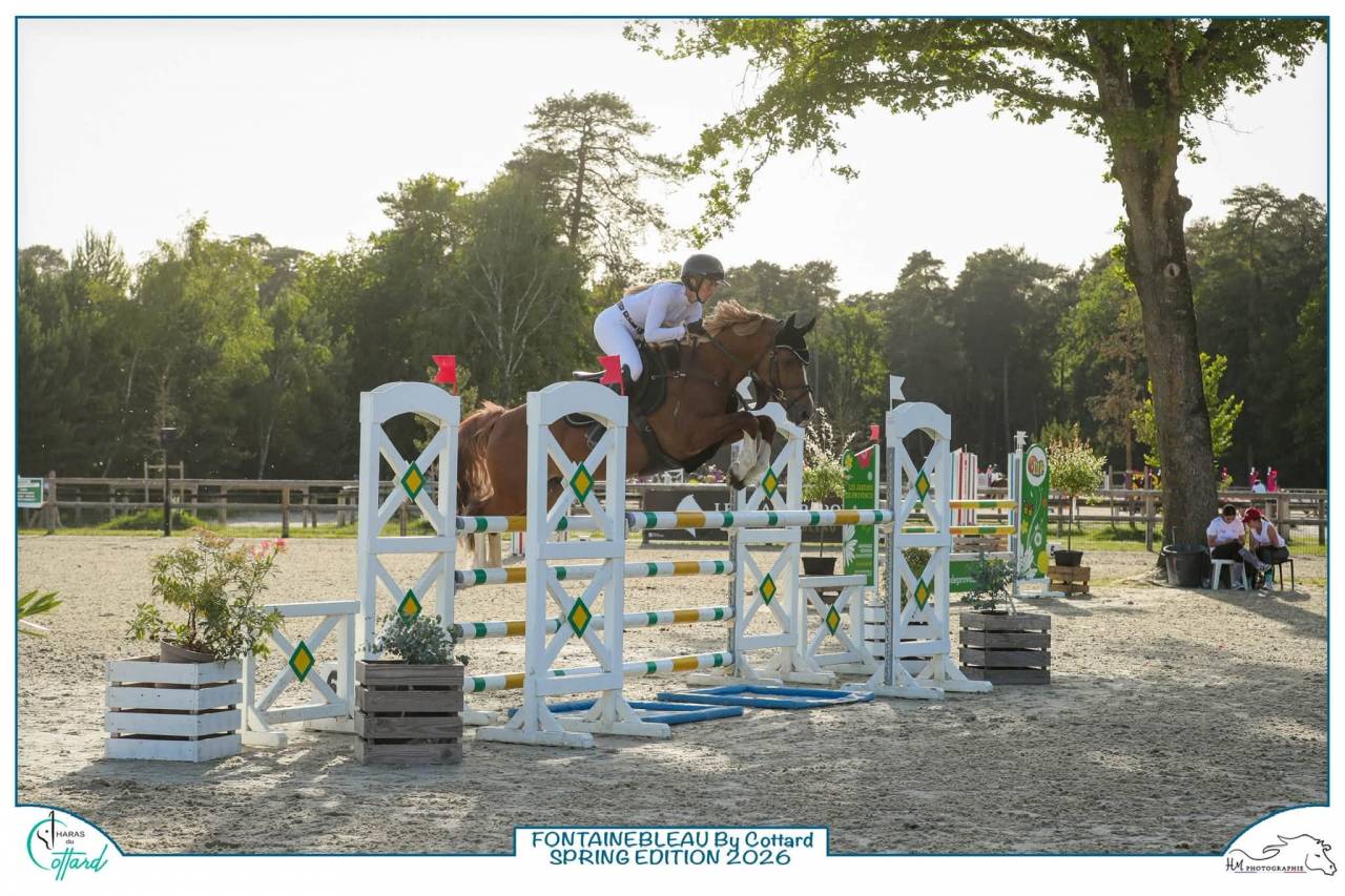 Gelding French Saddle Pony For sale 2019 Chesnut