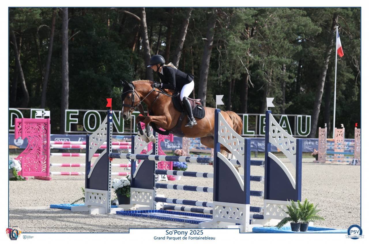 Gelding French Saddle Pony For sale 2019 Chesnut