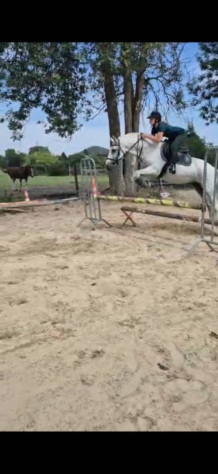 Mare No Origin Recorded Part-Livery 2005 Grey