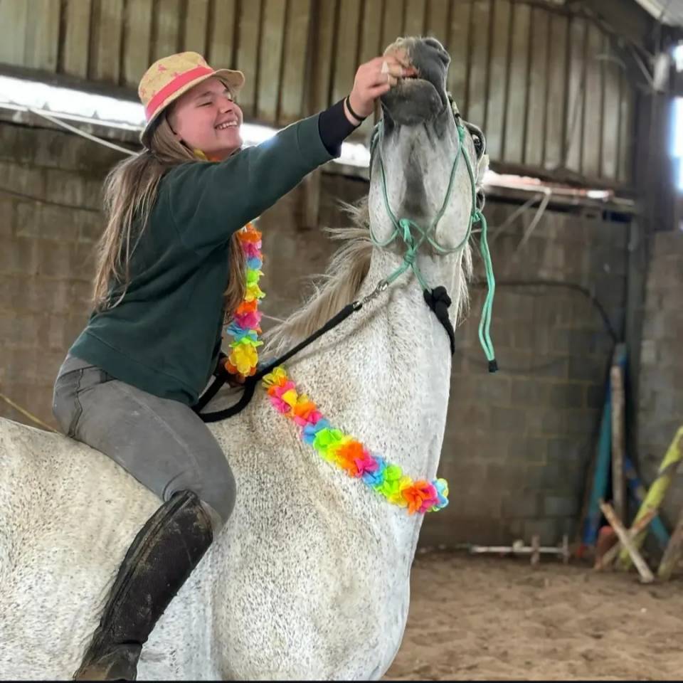 Mare No Origin Recorded Part-Livery 2005 Grey