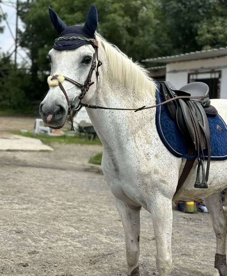 Mare No Origin Recorded Part-Livery 2005 Grey