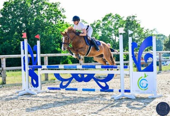 Mare French Saddle Pony For sale 2020 Chesnut
