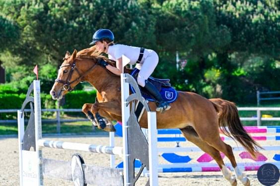 Mare French Saddle Pony For sale 2020 Chesnut