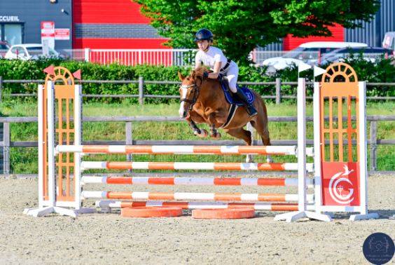 Mare French Saddle Pony For sale 2020 Chesnut