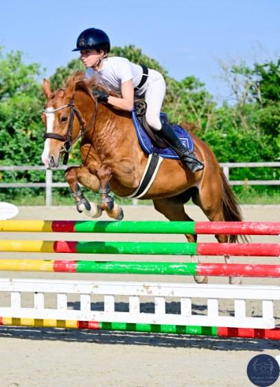 Mare French Saddle Pony For sale 2020 Chesnut