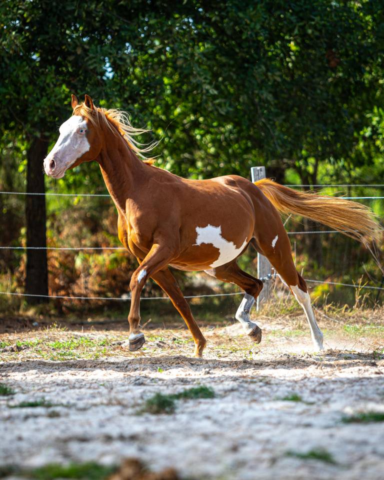 Colt Paint For sale 2024 Overo