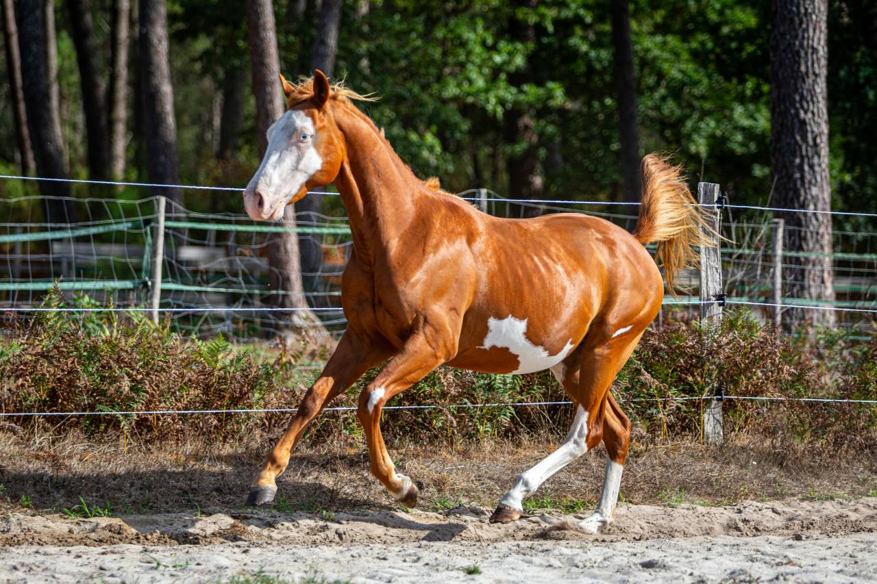 Colt Paint For sale 2024 Overo