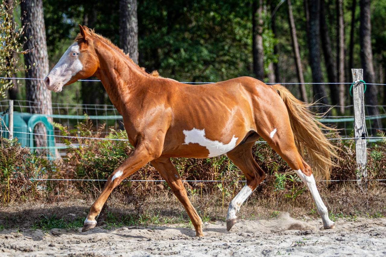 Colt Paint For sale 2024 Overo