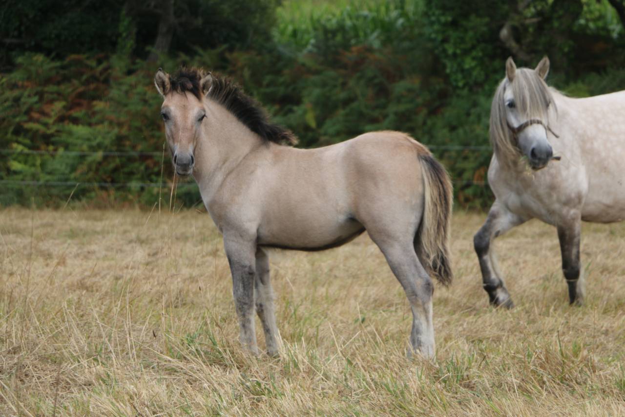 Filly Highland  For sale 2026 Grey