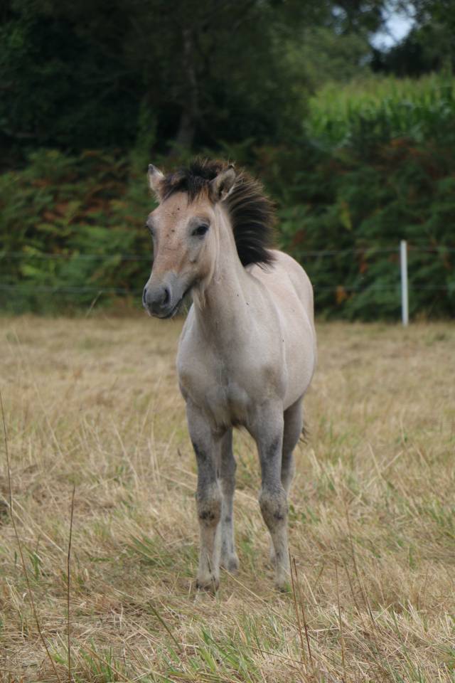 Filly Highland  For sale 2026 Grey