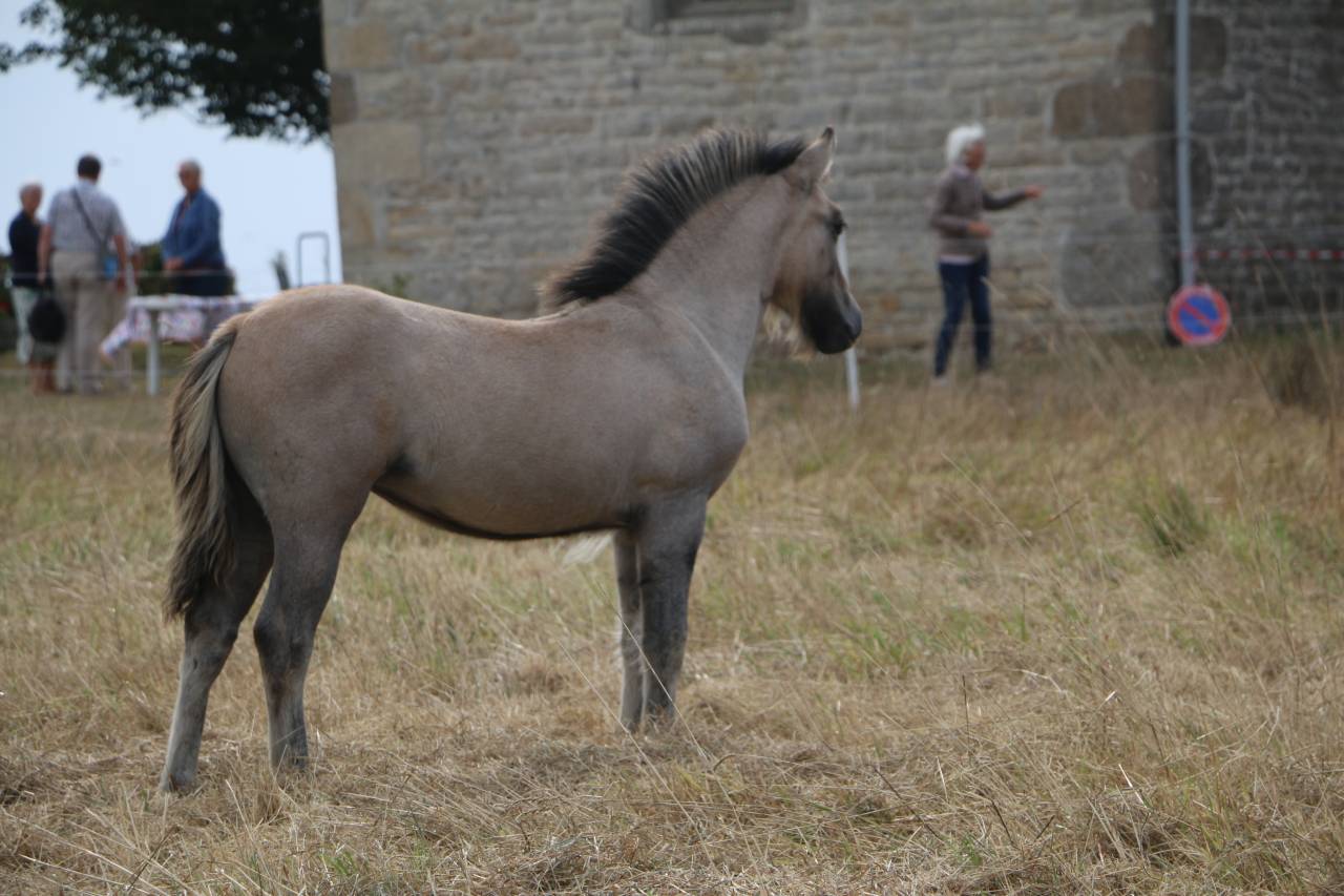Filly Highland  For sale 2026 Grey
