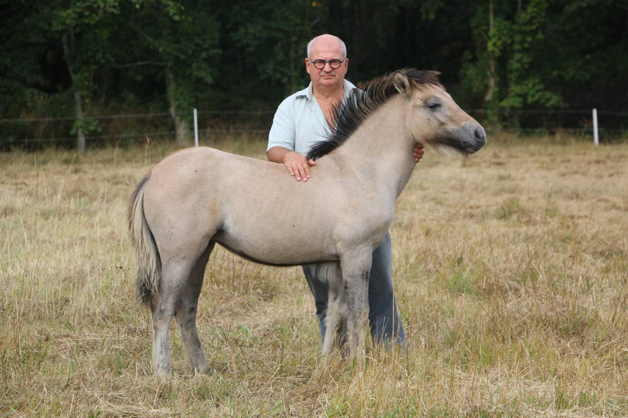 Filly Highland  For sale 2026 Grey