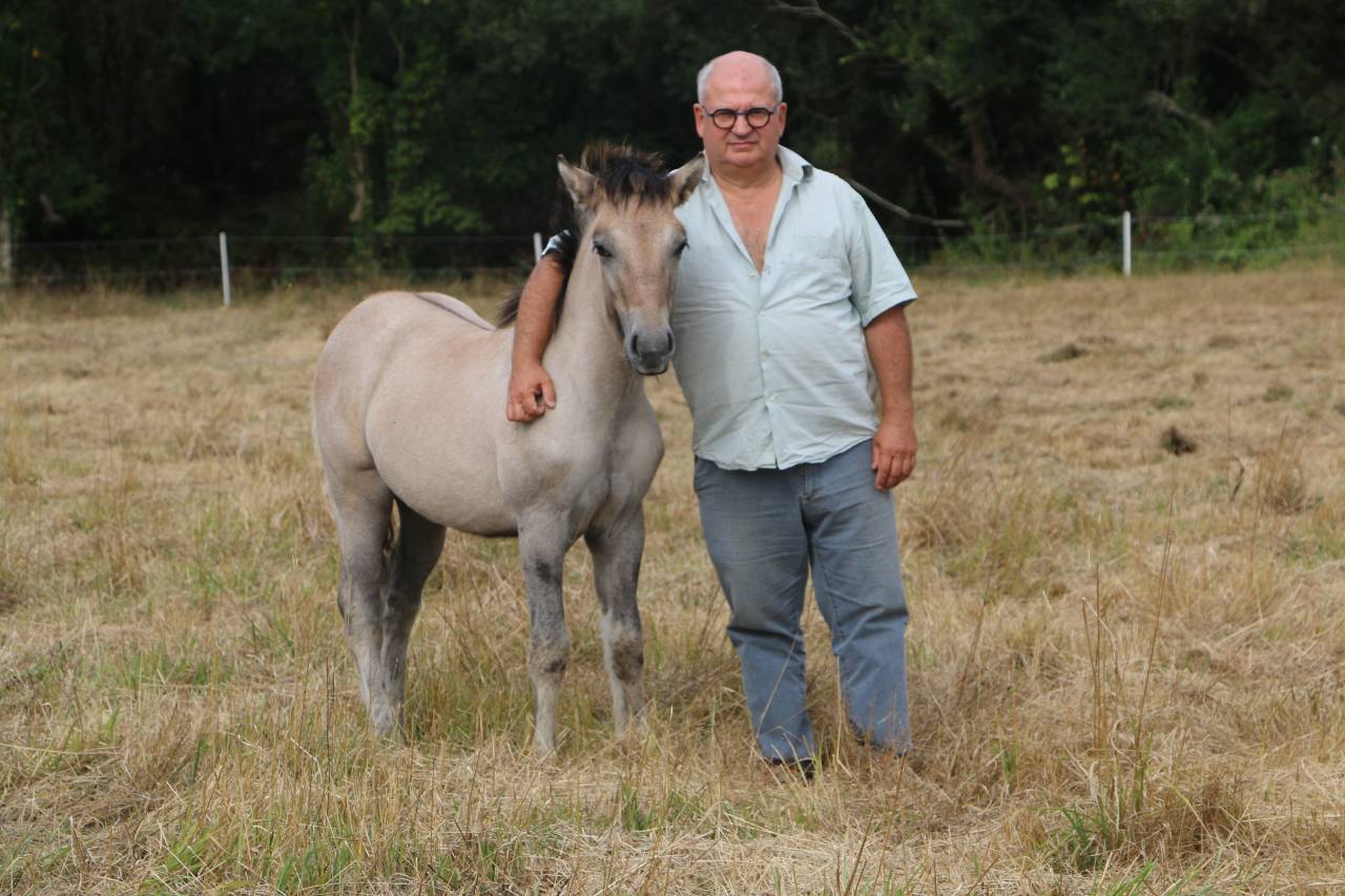 Filly Highland  For sale 2026 Grey