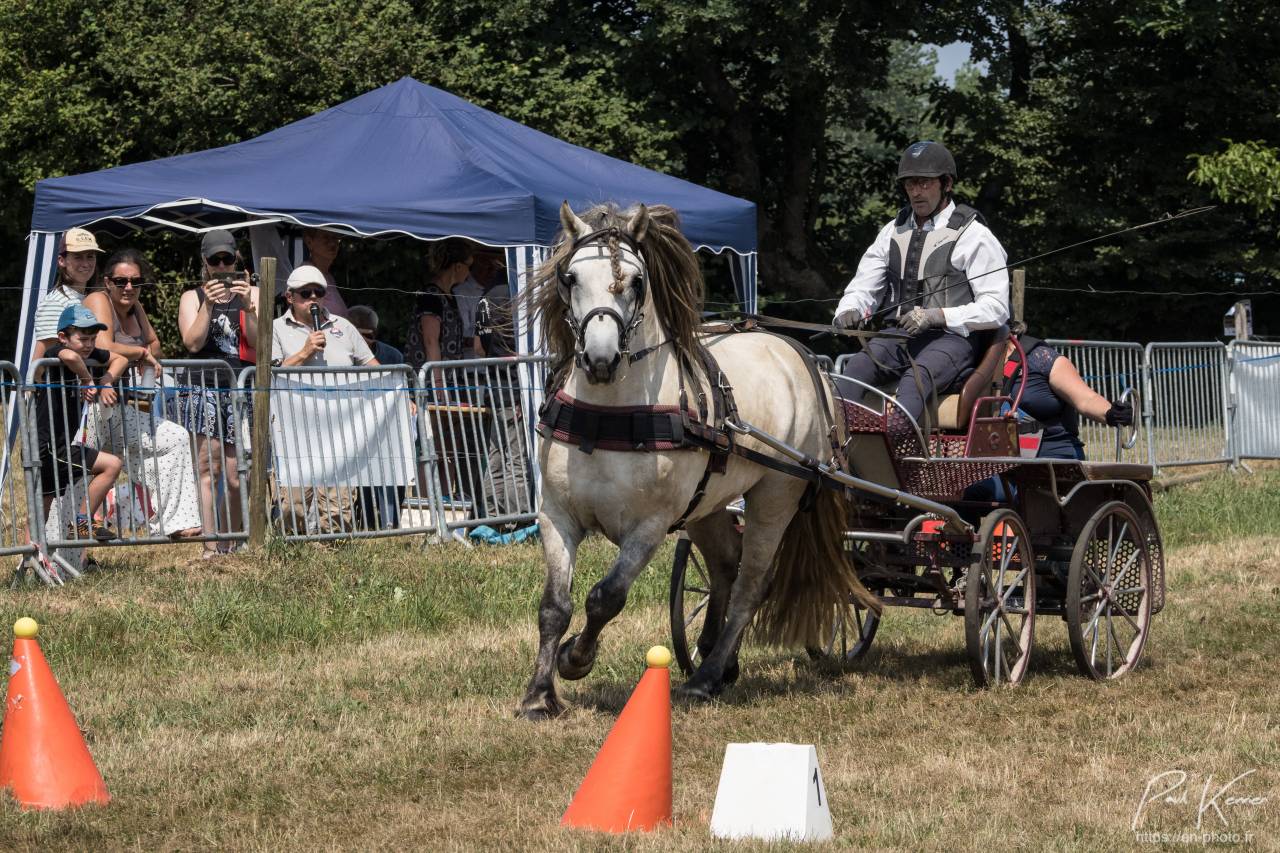 Filly Highland  For sale 2026 Grey