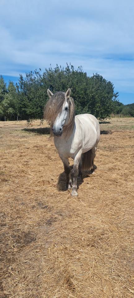 Filly Highland  For sale 2026 Grey
