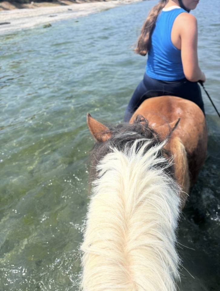 Mare Shetland Pony For sale 2015 Coloured