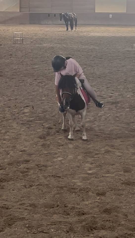 Mare Shetland Pony For sale 2015 Coloured