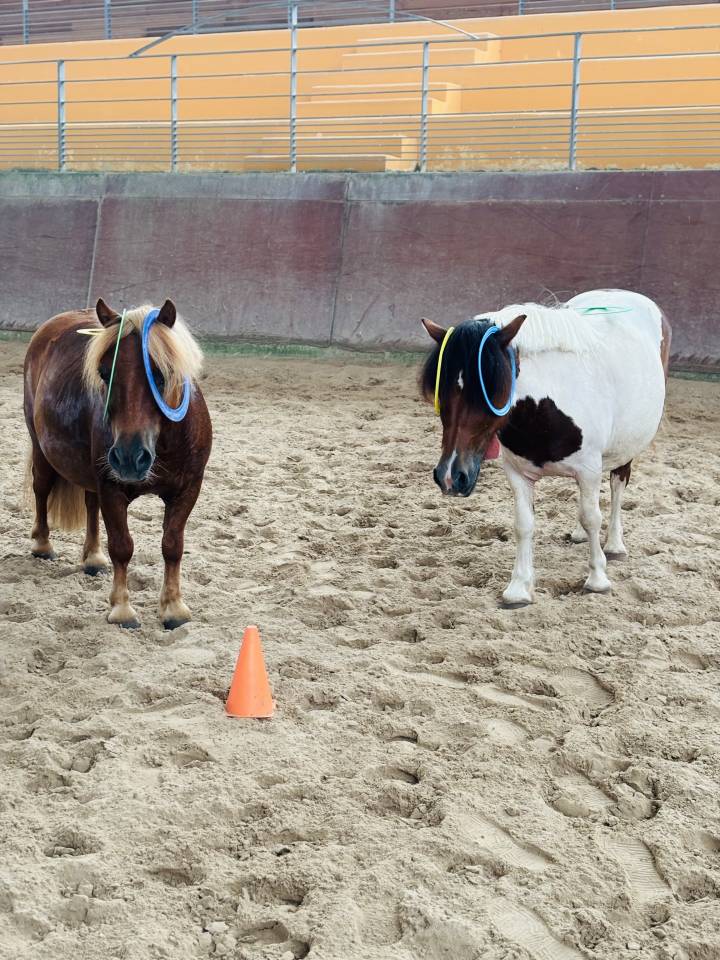 Mare Shetland Pony For sale 2015 Coloured