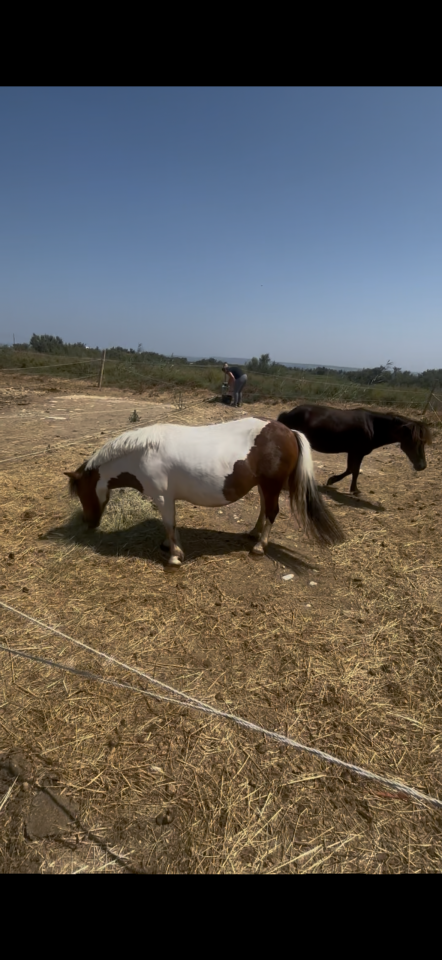 Mare Shetland Pony For sale 2015 Coloured