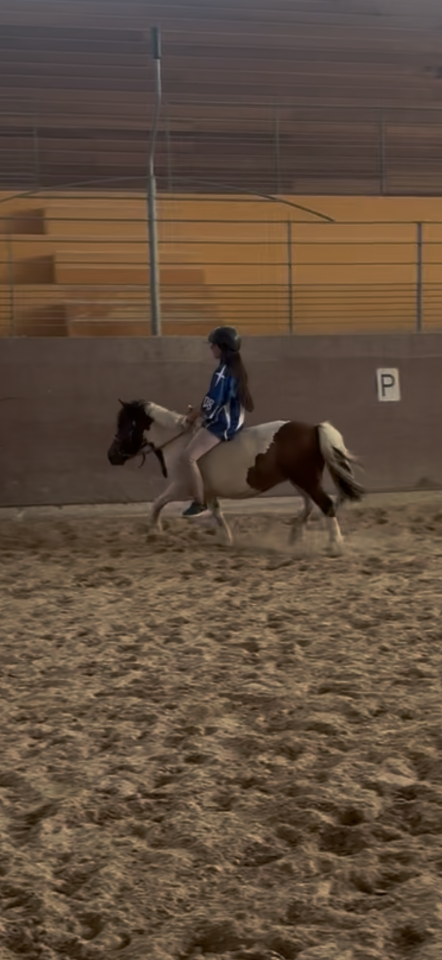 Mare Shetland Pony For sale 2015 Coloured