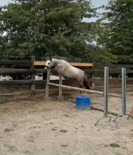 Filly Connemara For sale 2024 Grey