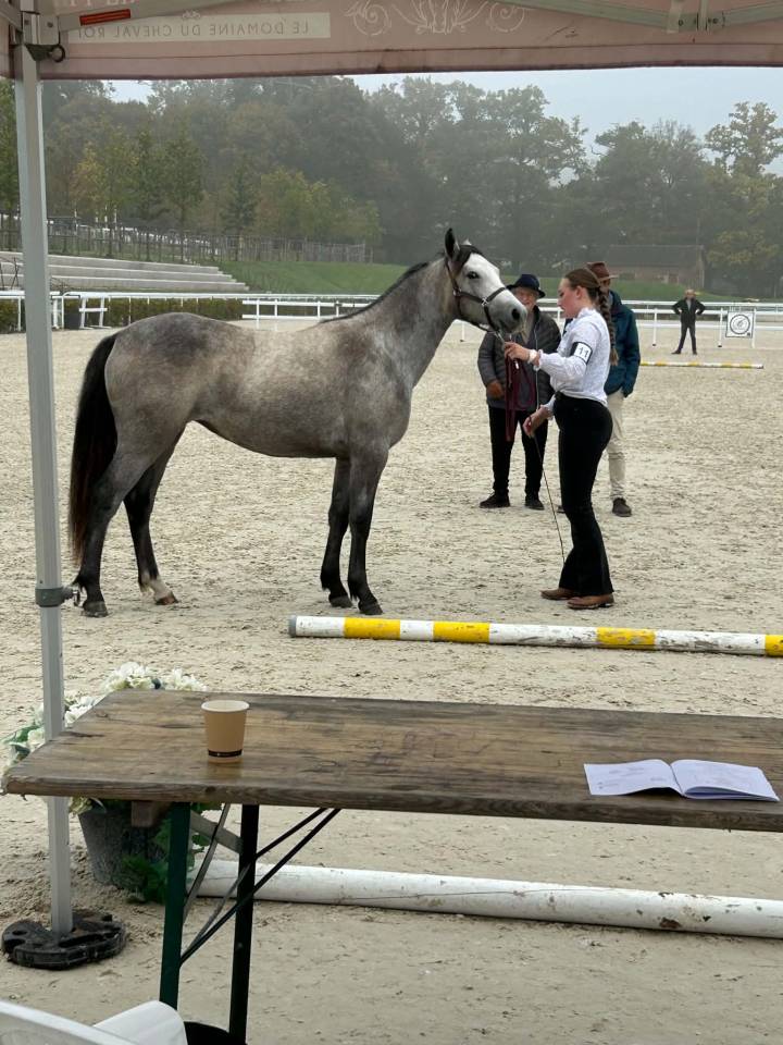 Filly Connemara For sale 2024 Grey