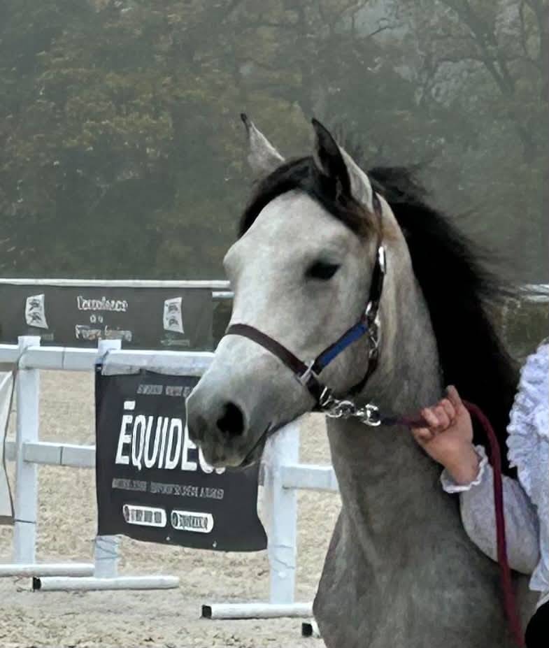 Filly Connemara For sale 2024 Grey