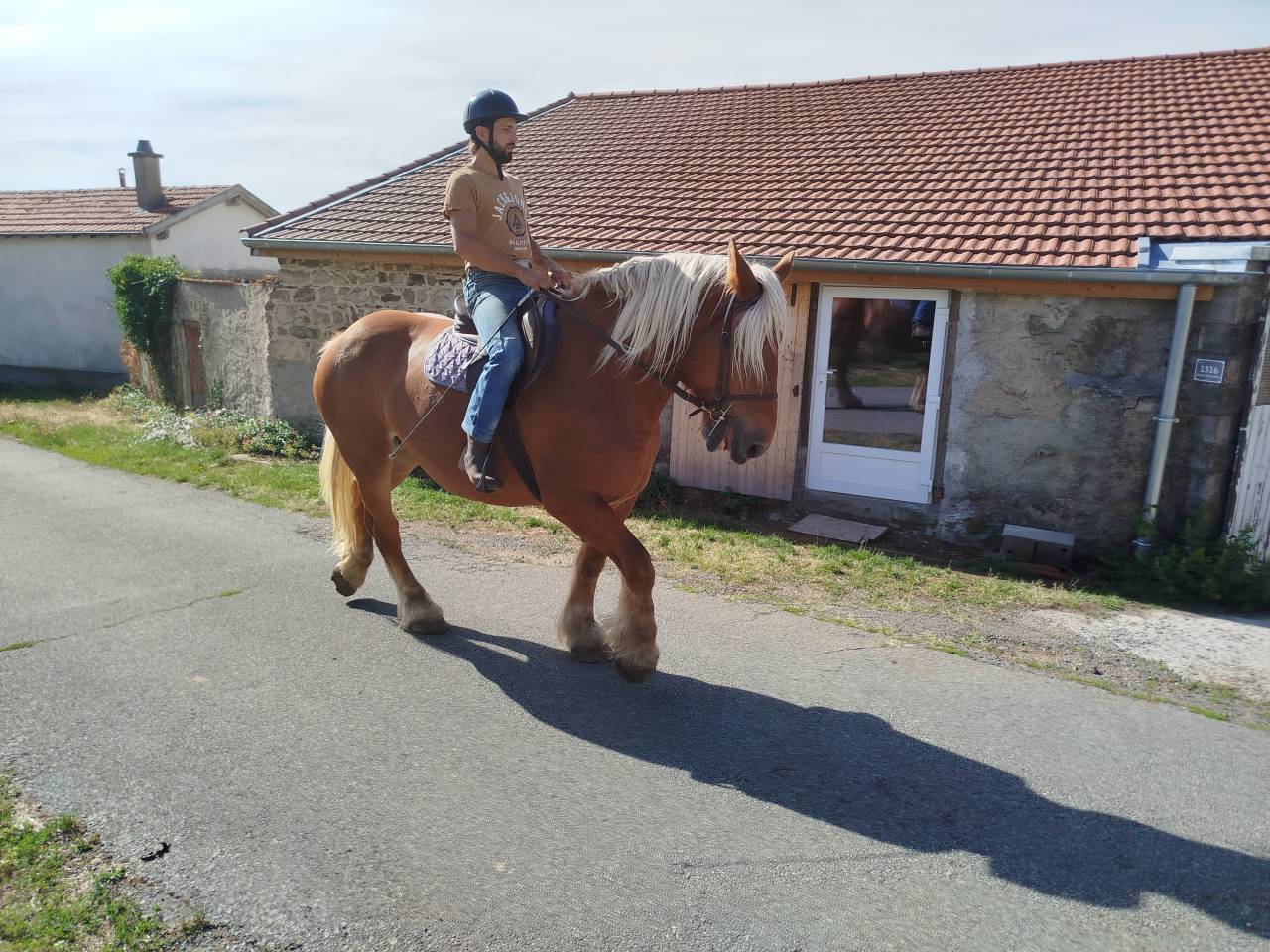 Mare Comtois For sale 2021 Chesnut
