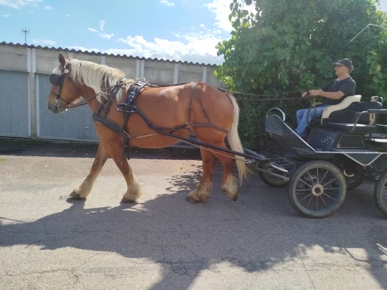 Mare Comtois For sale 2021 Chesnut