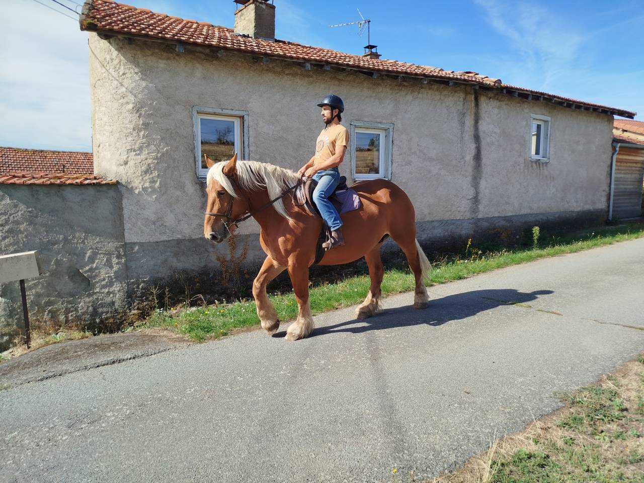 Mare Comtois For sale 2021 Chesnut