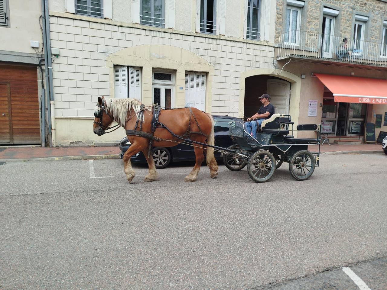 Mare Comtois For sale 2021 Chesnut