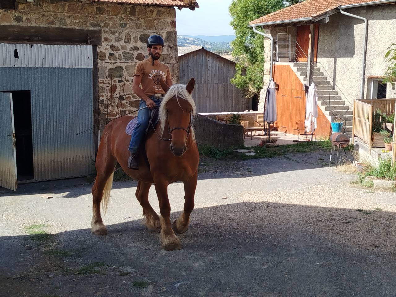 Mare Comtois For sale 2021 Chesnut