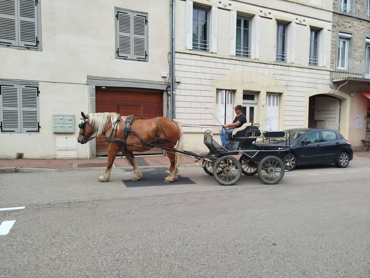 Mare Comtois For sale 2021 Chesnut