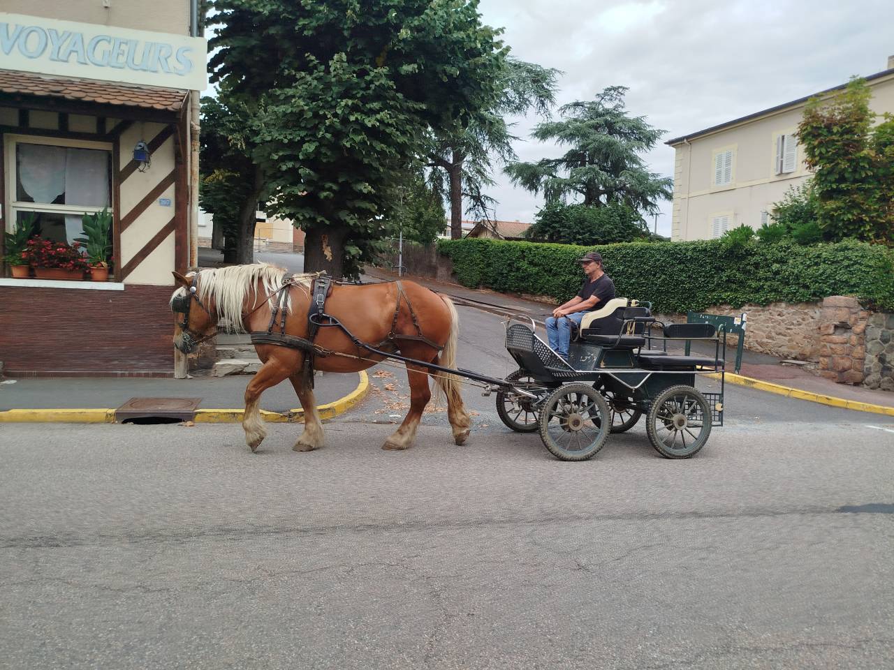Mare Comtois For sale 2021 Chesnut