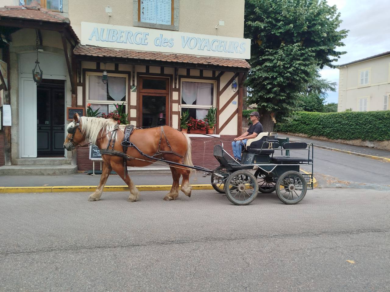Mare Comtois For sale 2021 Chesnut