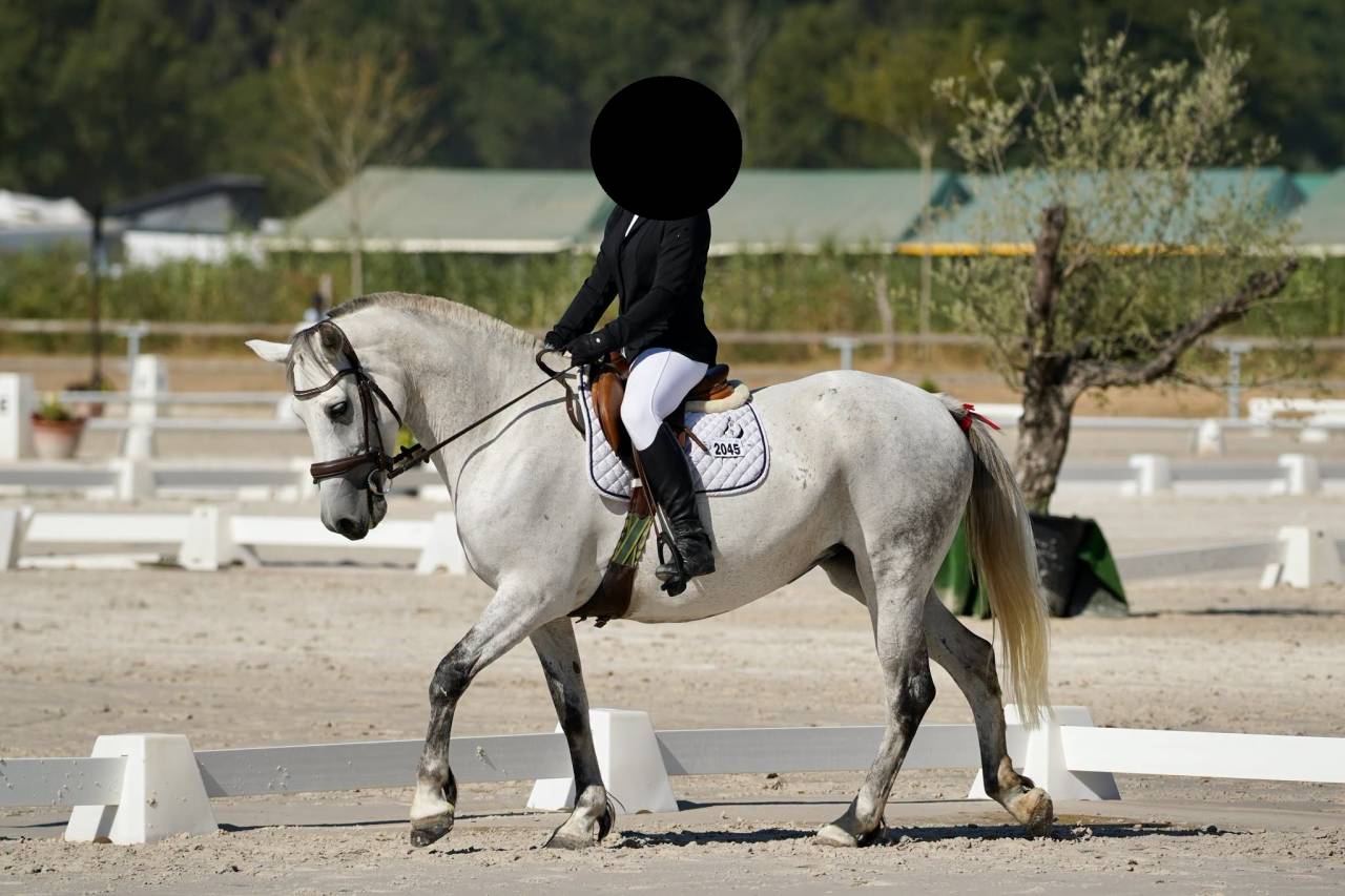 Mare Connemara For sale 2016 Buckskin