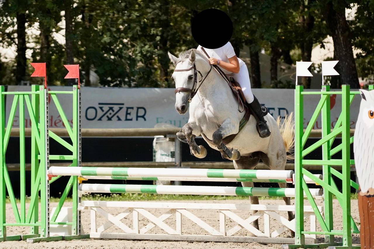 Mare Connemara For sale 2016 Buckskin