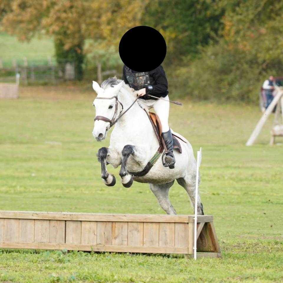 Mare Connemara For sale 2016 Buckskin