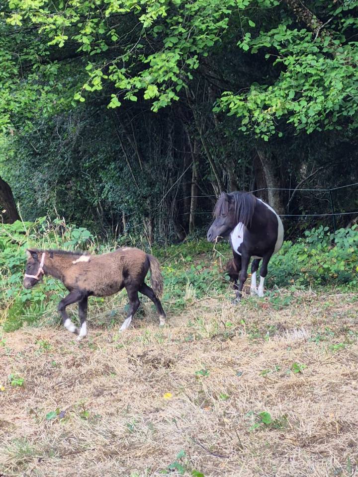 Mare Shetland Pony For sale 2022 Coloured