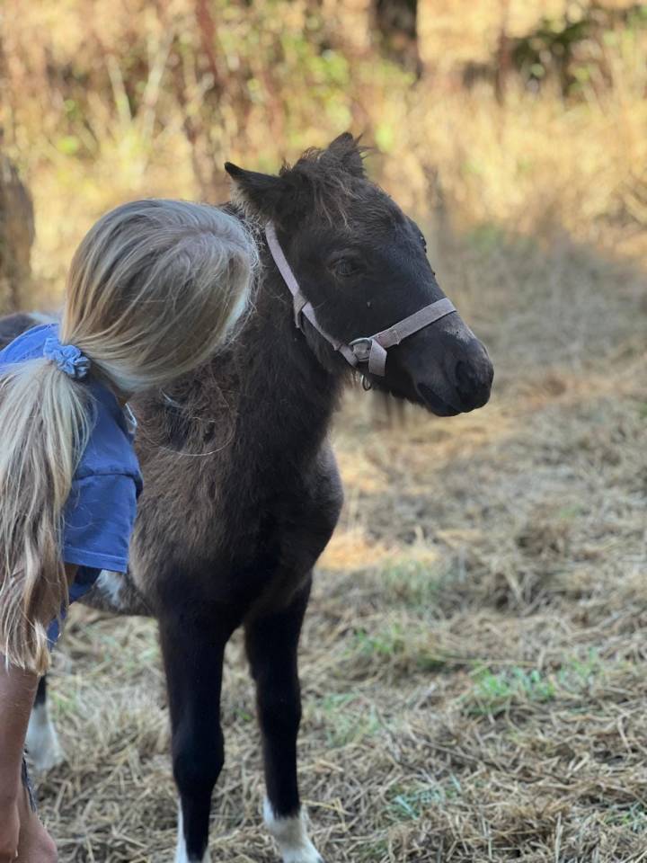 Mare Shetland Pony For sale 2022 Coloured