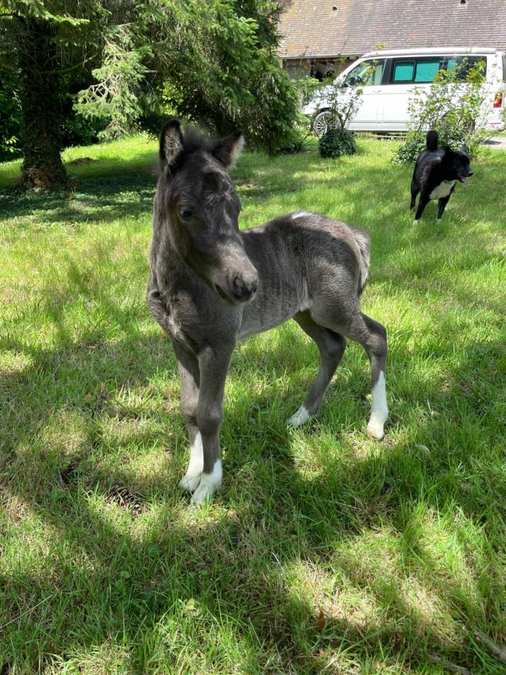 Mare Shetland Pony For sale 2022 Coloured