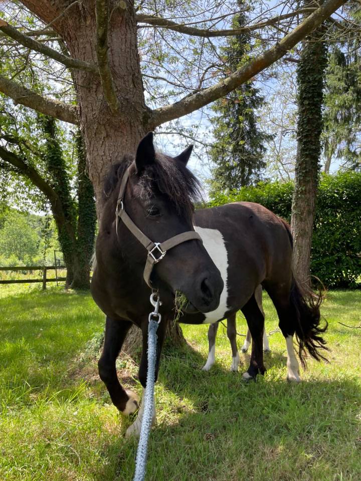 Mare Shetland Pony For sale 2022 Coloured