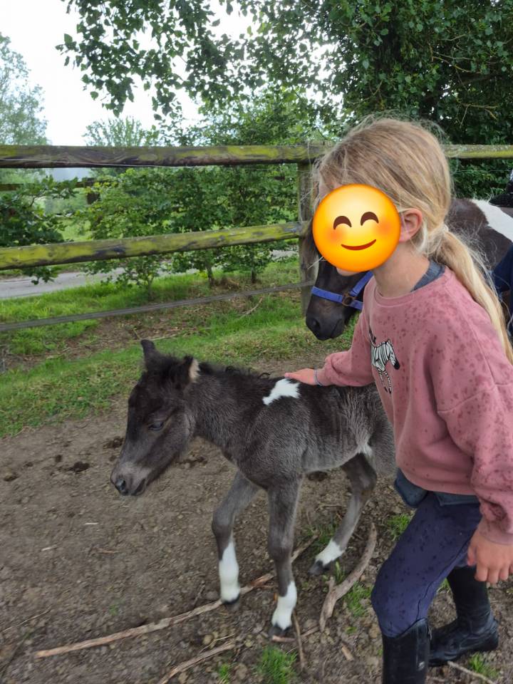 Mare Shetland Pony For sale 2022 Coloured