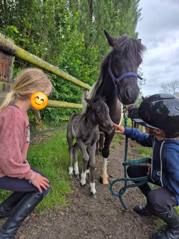 Mare Shetland Pony For sale 2022 Coloured