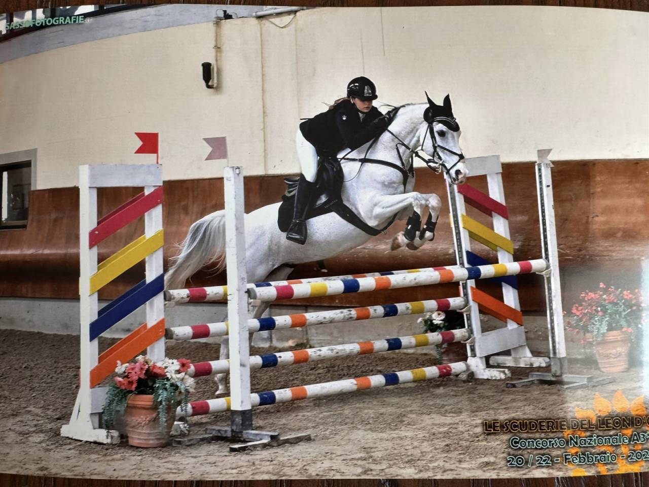 Gelding French Saddle Pony For sale 2008 Tobiano